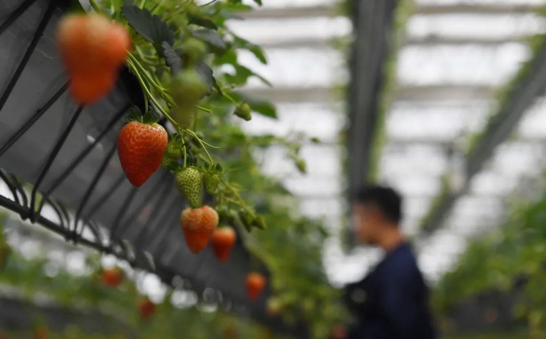 合肥，乘風(fēng)破浪！再攀高峰！初級(jí)農(nóng)產(chǎn)品產(chǎn)業(yè)發(fā)展新篇章