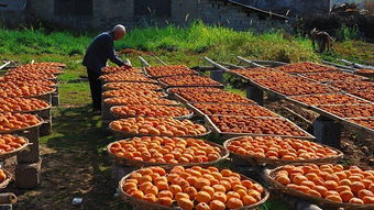 年關(guān)將至返鄉(xiāng)潮，初級農(nóng)產(chǎn)品行業(yè)迎春煥發(fā)新機(jī)