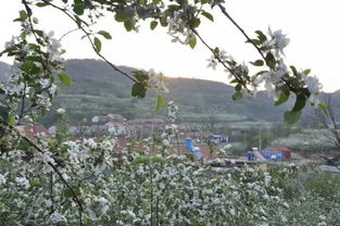 煙臺(tái)果花爛漫時(shí) 不負(fù)春光，遇見農(nóng)產(chǎn)品的第一縷芬芳