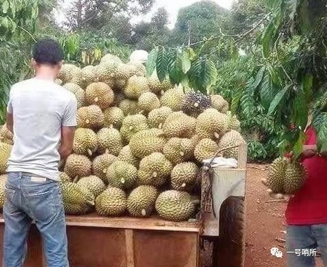 實(shí)拍中越邊境 山水相連處的田園詩(shī)，那些勤勞美麗的姑娘們